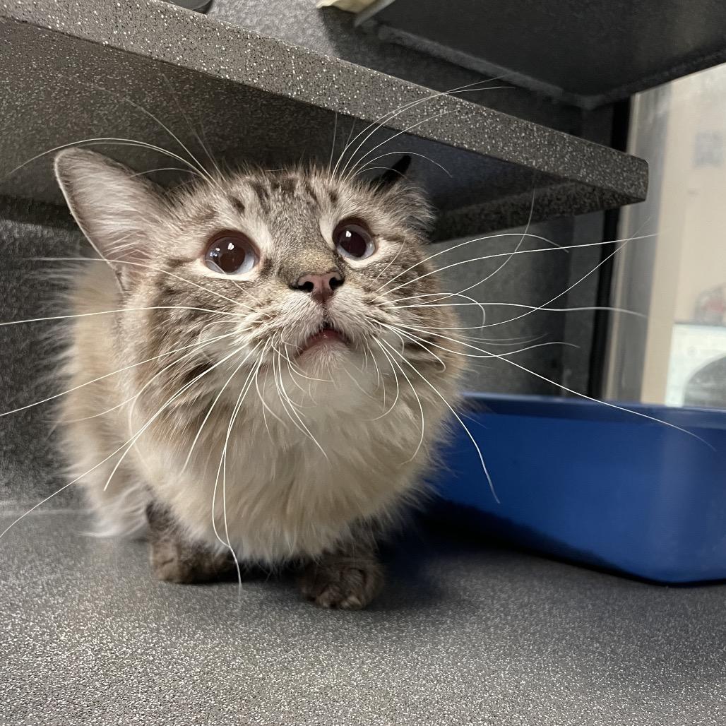 Enlarge Frosty, a Adoptable Domestic Long Hair in Rexburg, ID image 1/2