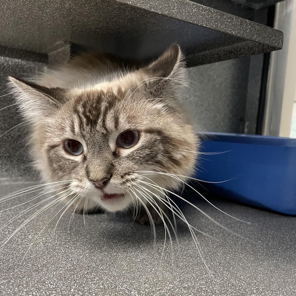 Enlarge Frosty, a Adoptable Domestic Long Hair in Rexburg, ID image 2/2