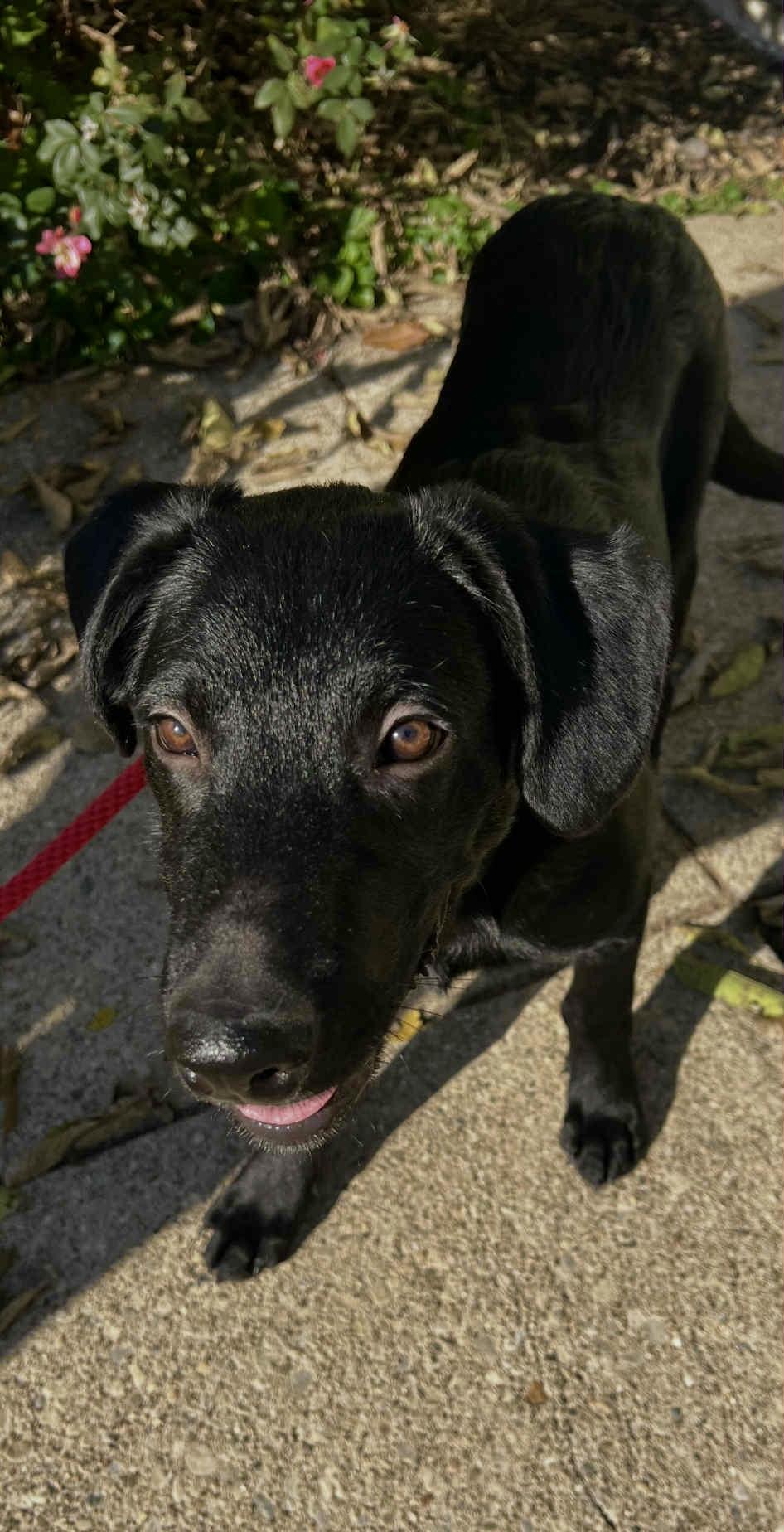 Enlarge Jack, a Adoptable mixed breed in Lewisville, IN image 2/4