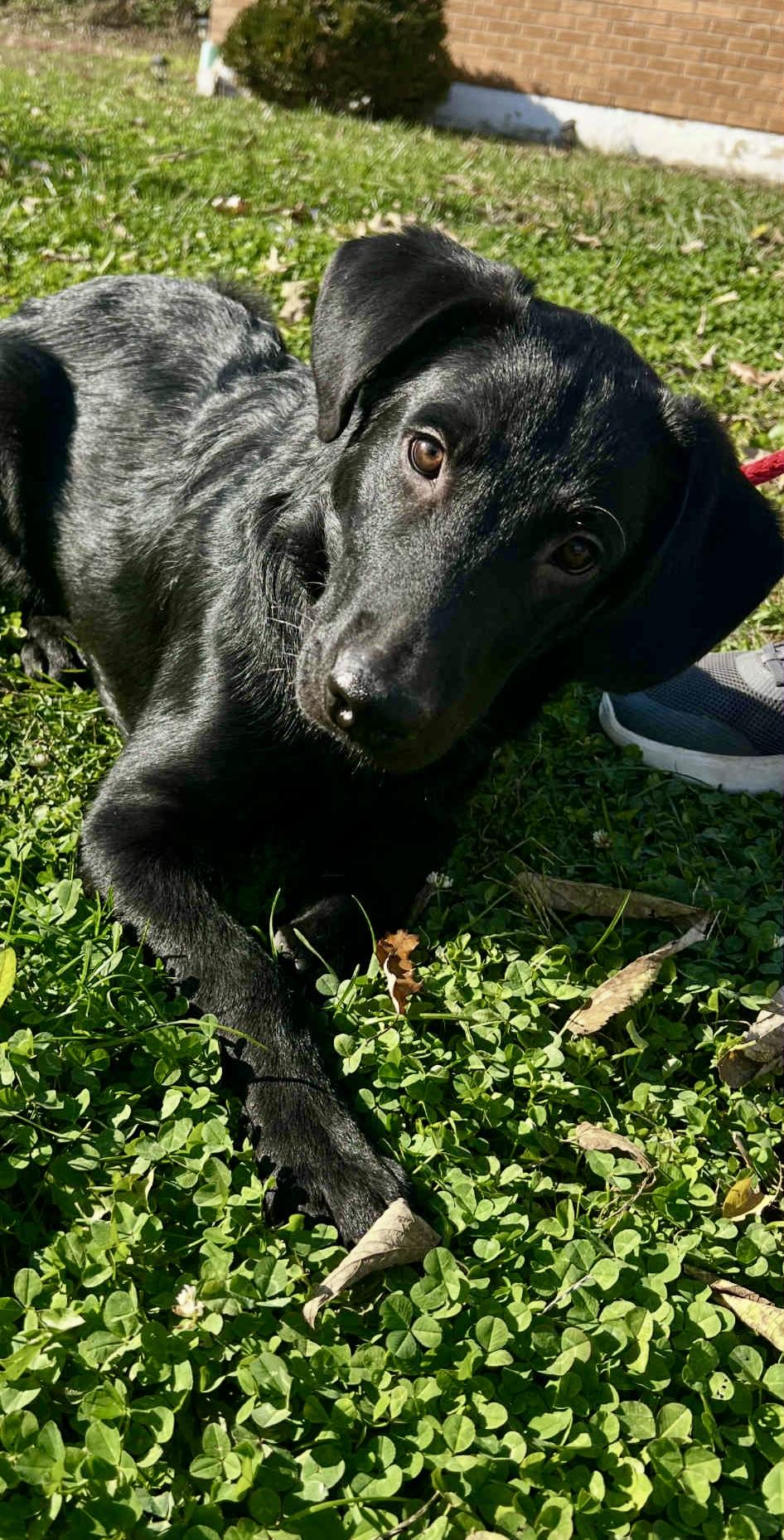 Enlarge Jack, a Adoptable mixed breed in Lewisville, IN image 3/4