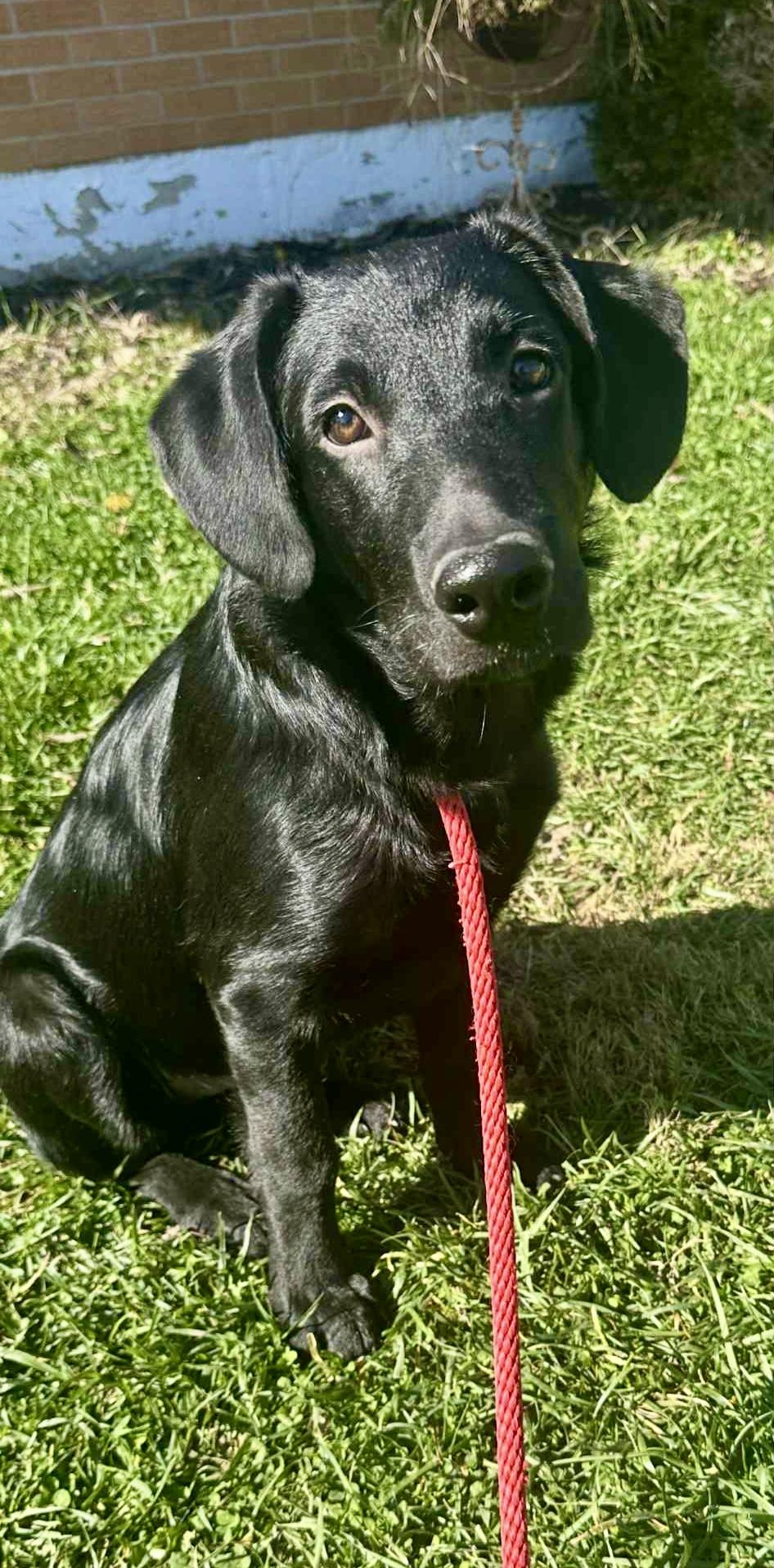 Enlarge Jack, a Adoptable mixed breed in Lewisville, IN image 4/4