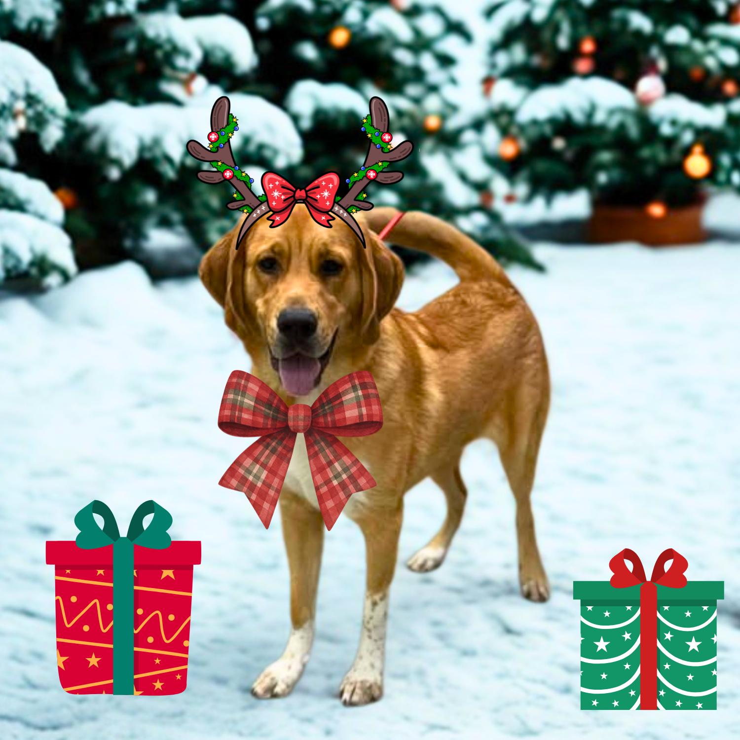 Enlarge Charlotte, a ADOPTABLE mixed breed in Bardstown, KY image 1/6