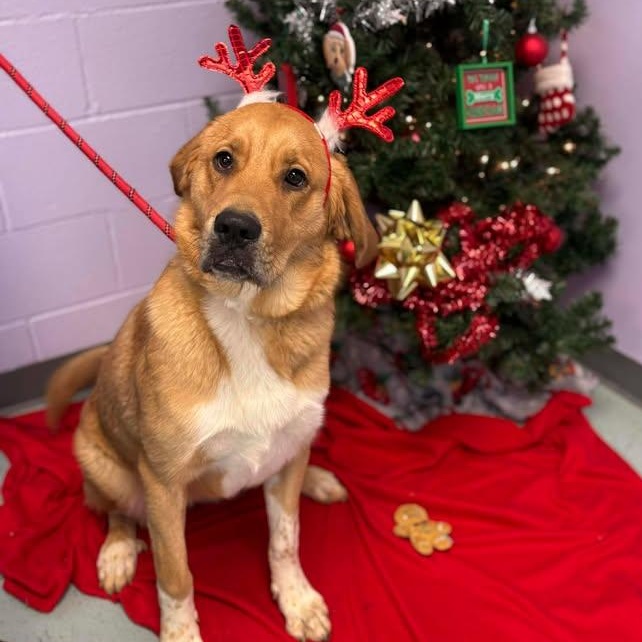 Enlarge Charlotte, an adopted mixed breed in Bardstown, KY image 2/6