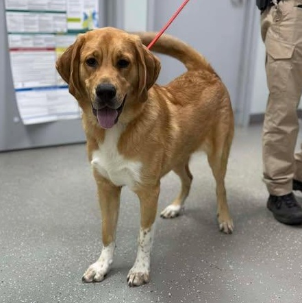 Enlarge Charlotte, a ADOPTABLE mixed breed in Bardstown, KY image 2/6