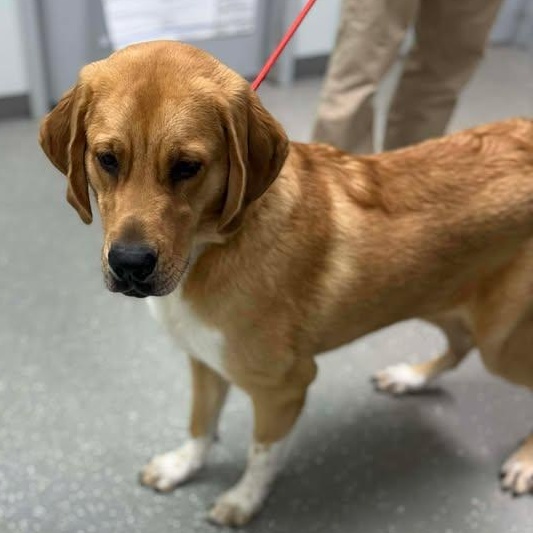 Enlarge Charlotte, a ADOPTABLE mixed breed in Bardstown, KY image 3/6