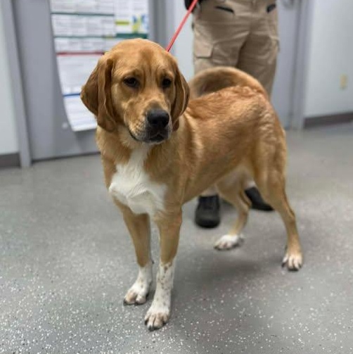 Enlarge Charlotte, a ADOPTABLE mixed breed in Bardstown, KY image 4/6