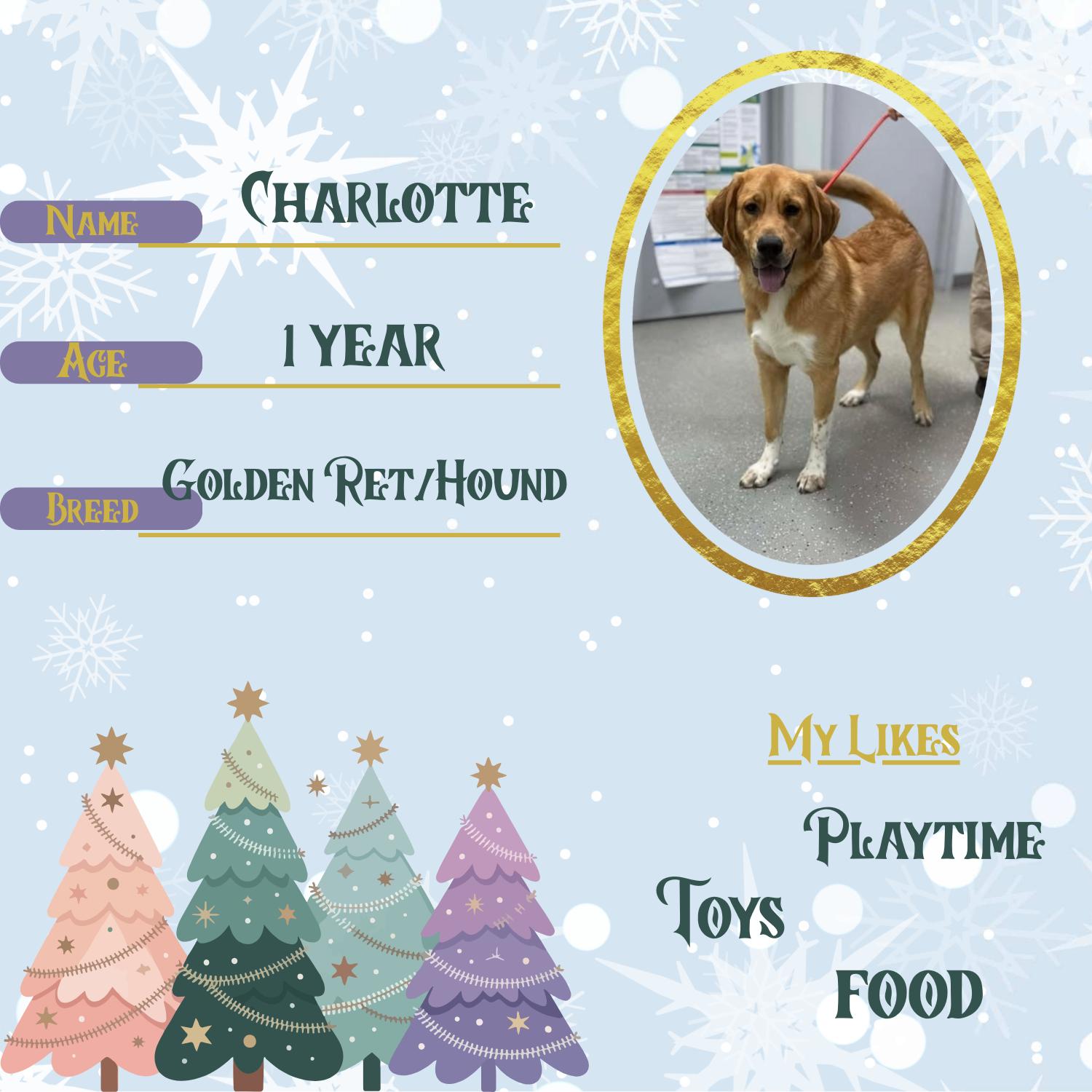 Enlarge Charlotte, a ADOPTABLE mixed breed in Bardstown, KY image 5/6