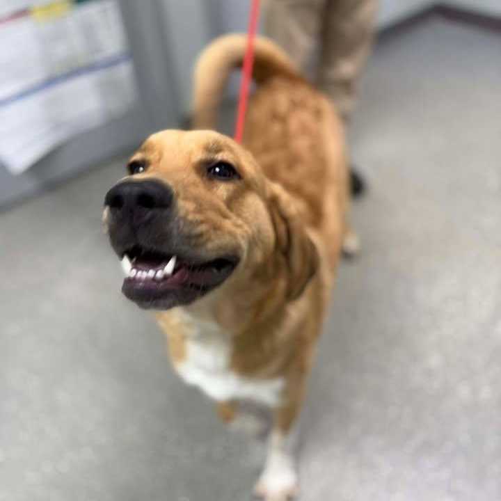 Enlarge Charlotte, a ADOPTABLE mixed breed in Bardstown, KY image 6/6