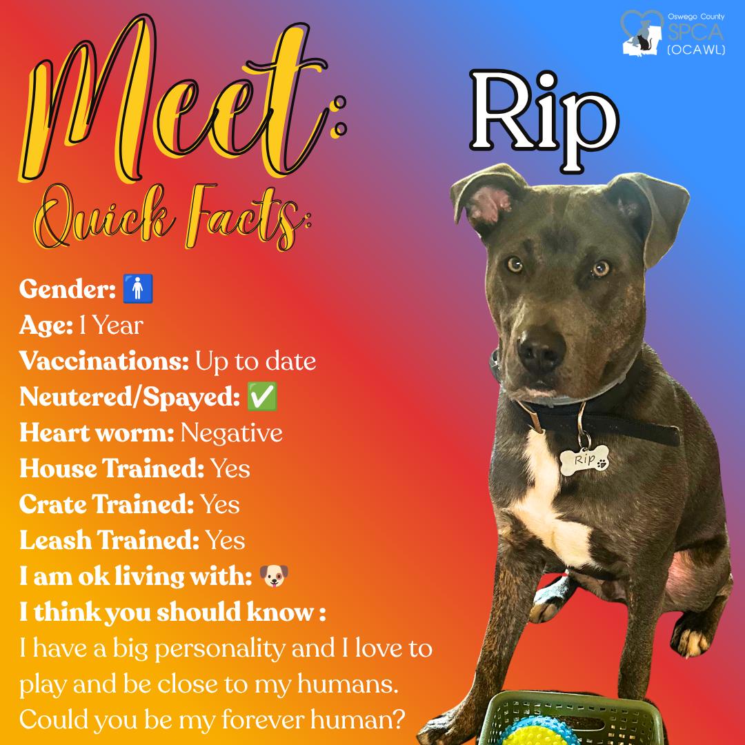 Rip, ADOPTABLE, Adult Male Pit Bull Terrier.