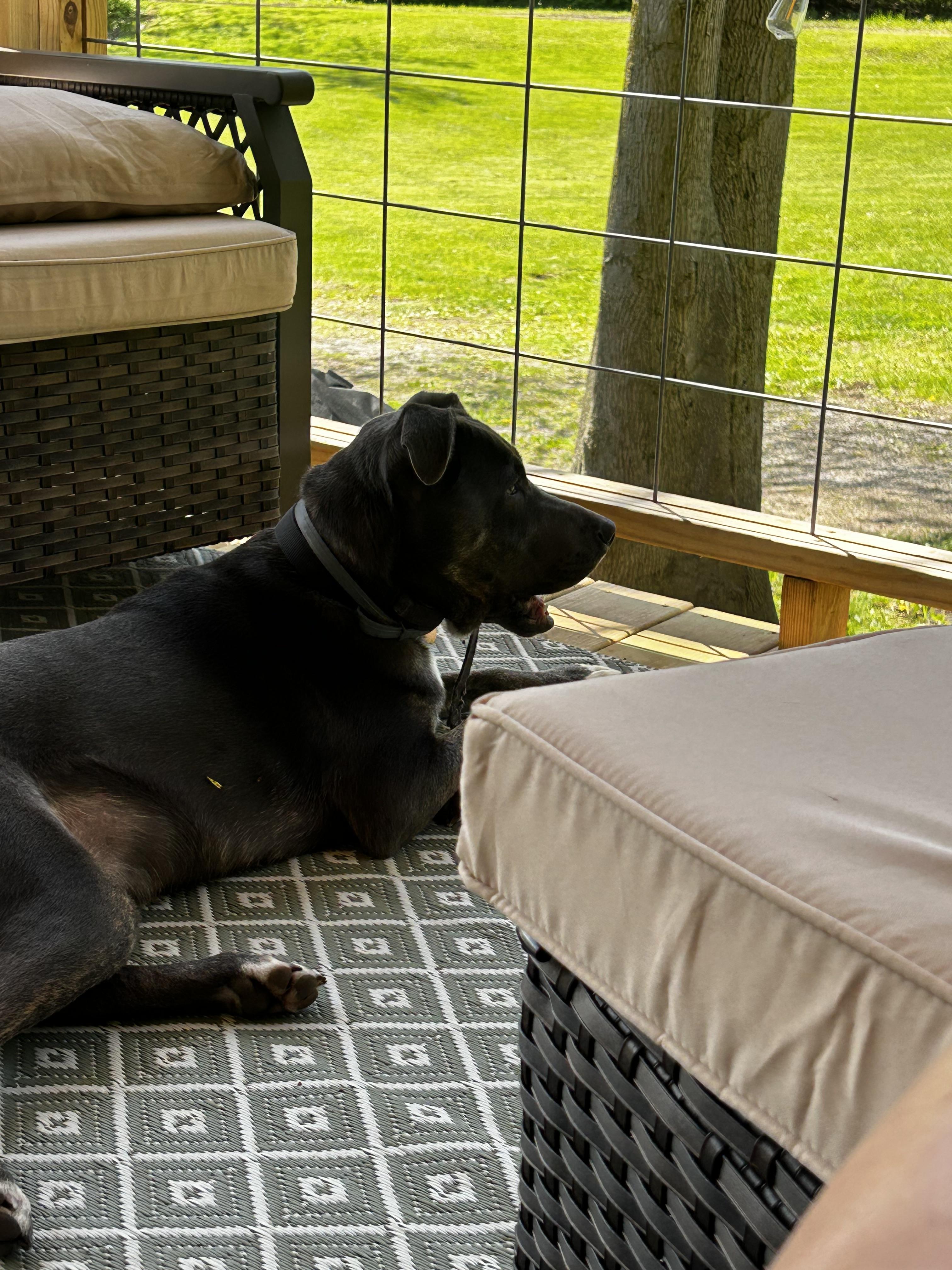 Rip, a ADOPTABLE Pit Bull Terrier in Fulton, NY image 4/5