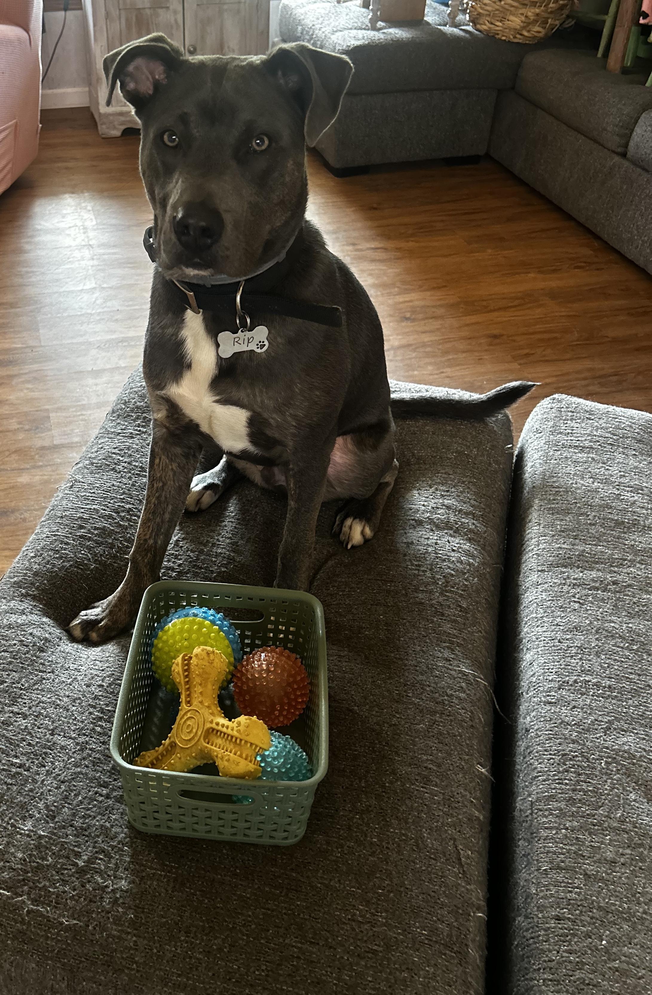 Rip, a ADOPTABLE Pit Bull Terrier in Fulton, NY image 5/5
