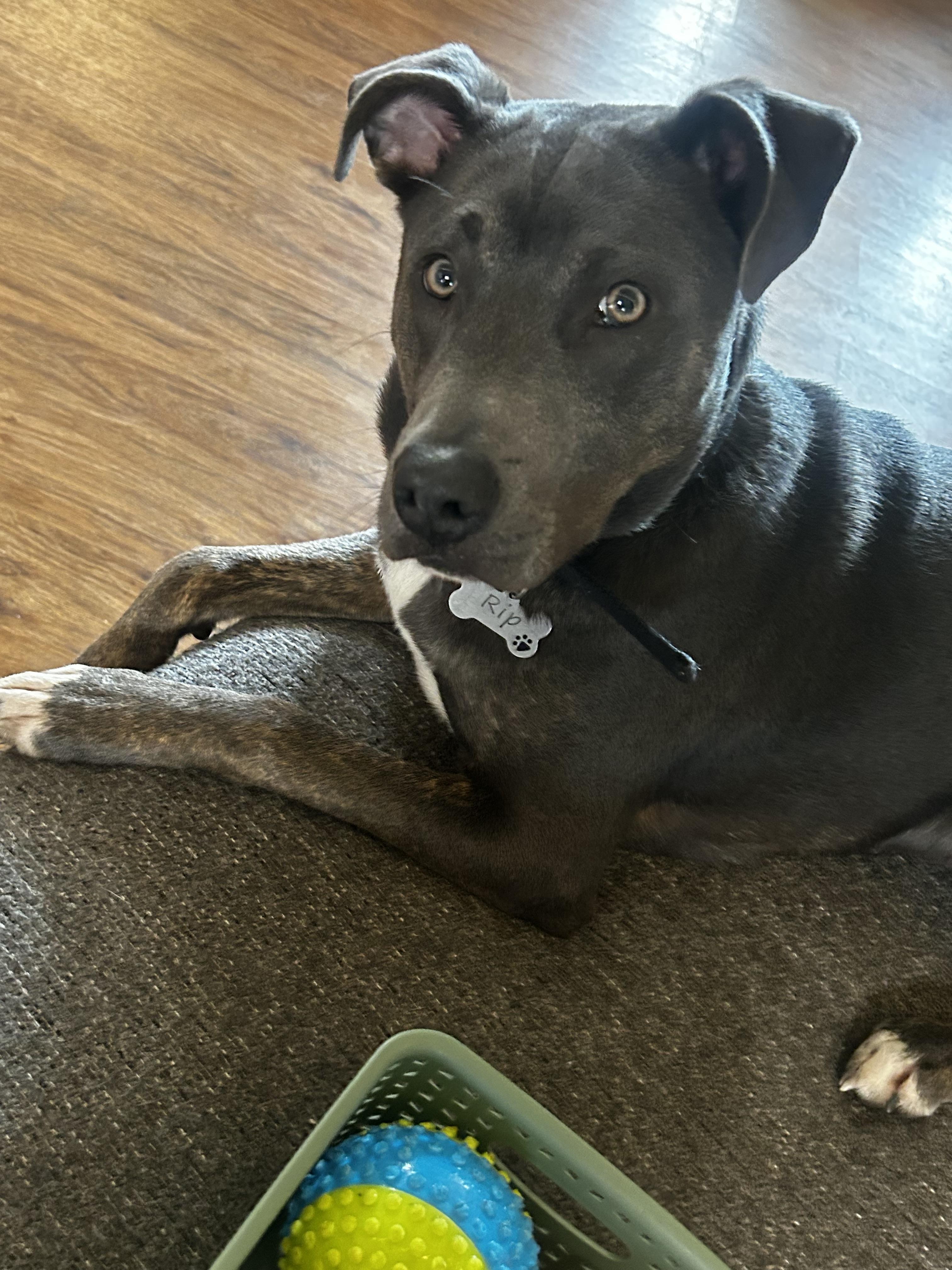 Rip, a ADOPTABLE Pit Bull Terrier in Fulton, NY image 3/5