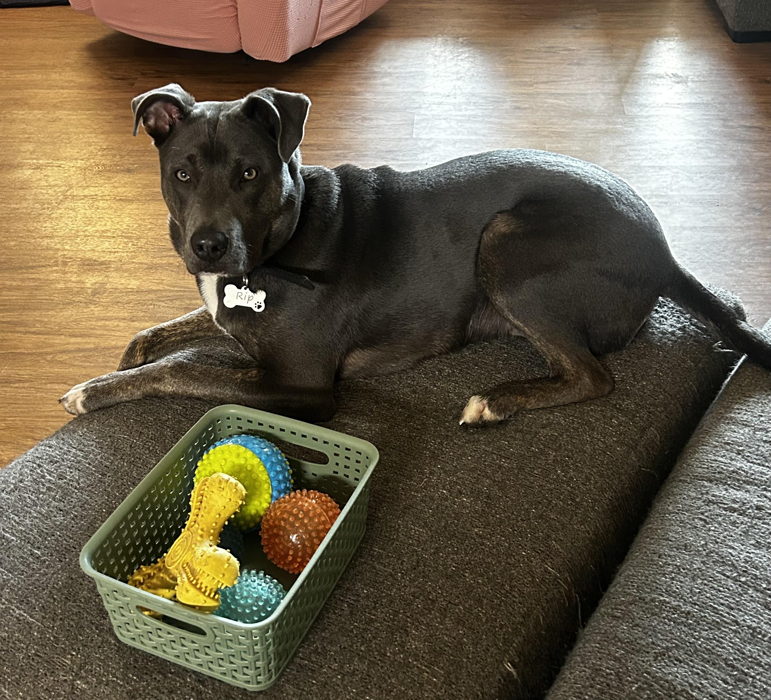 Rip, a ADOPTABLE Pit Bull Terrier in Fulton, NY image 2/5