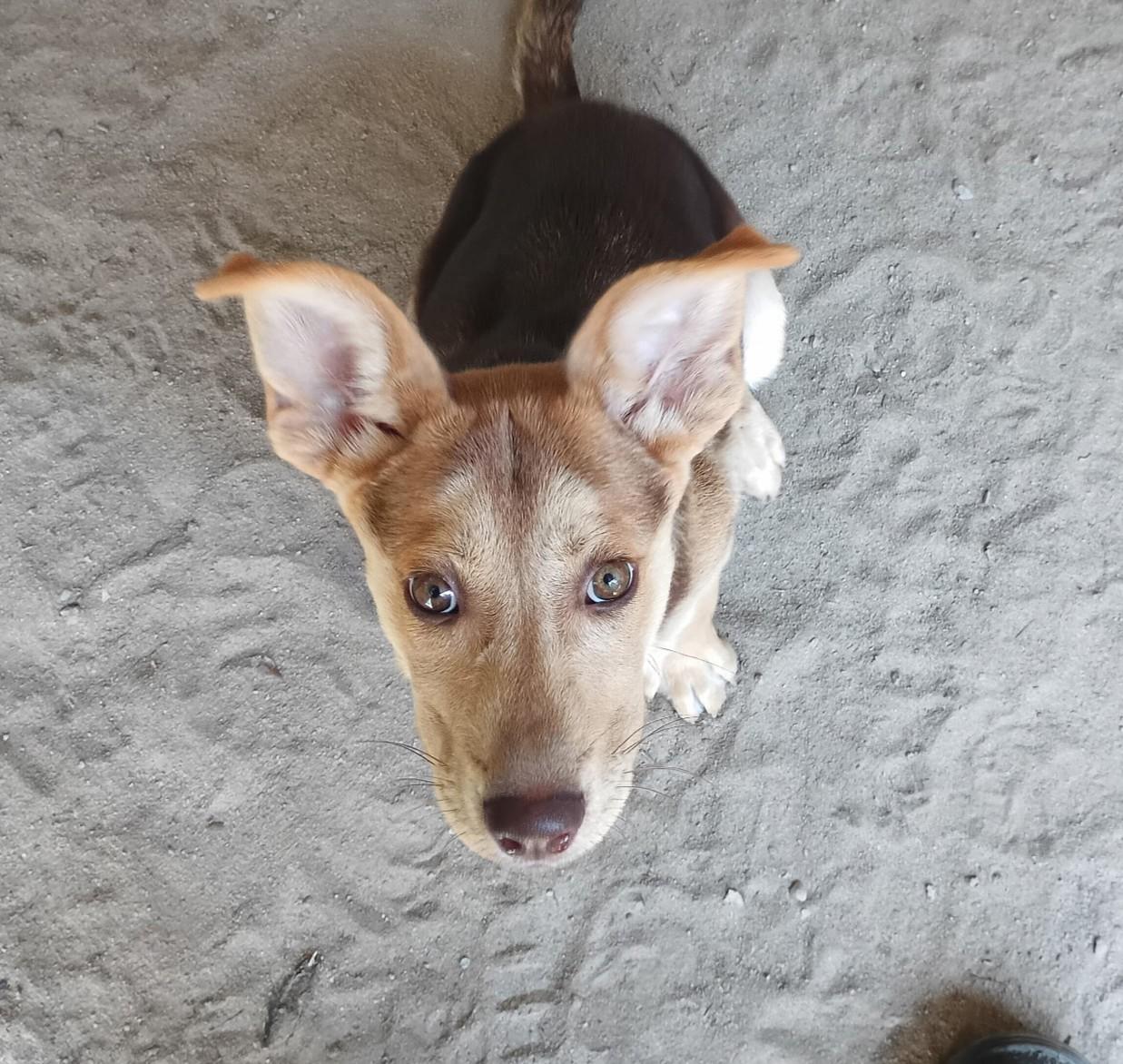 Pony FCD#1061, Adoptable, Young Female German Shepherd Dog.