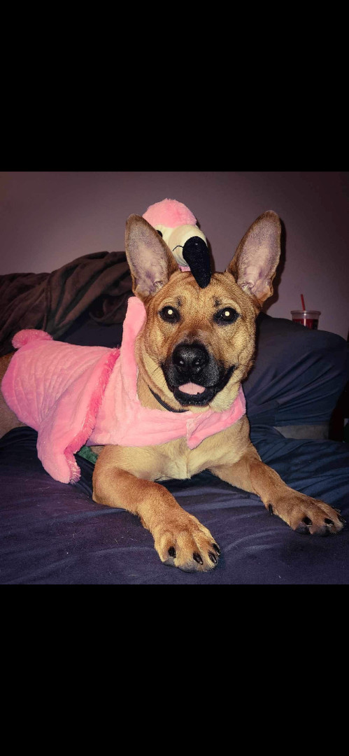 Hazel , Young Female German Shepherd Dog