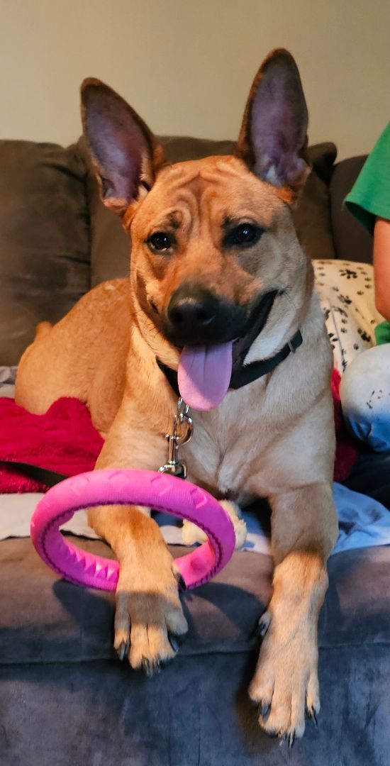 Hazel , a Adoptable mixed breed in Greensburg, PA image 2/9