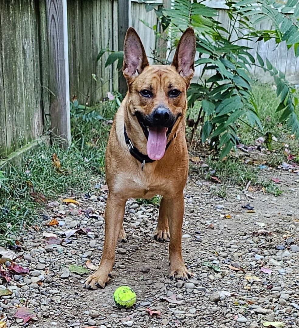 Hazel , a Adoptable mixed breed in Greensburg, PA image 3/9