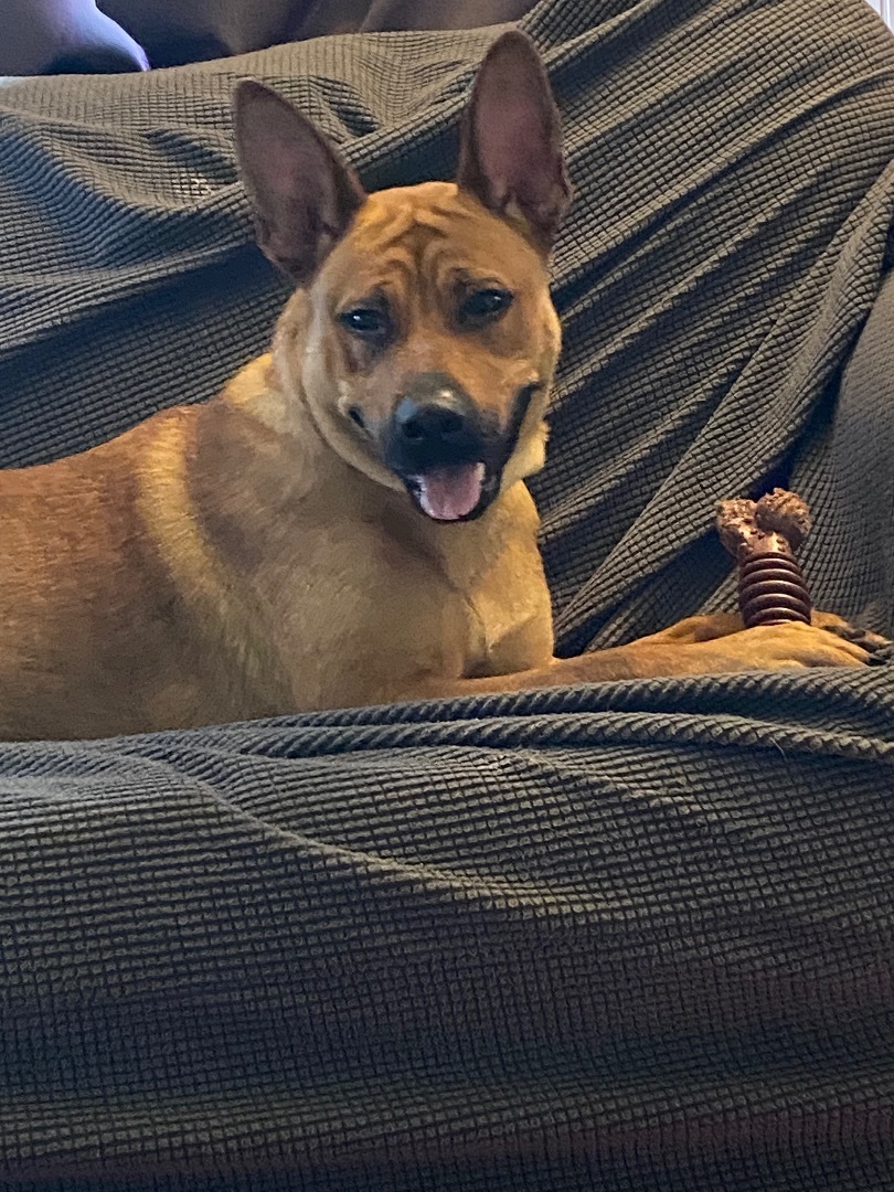 Hazel , a Adoptable mixed breed in Greensburg, PA image 4/9