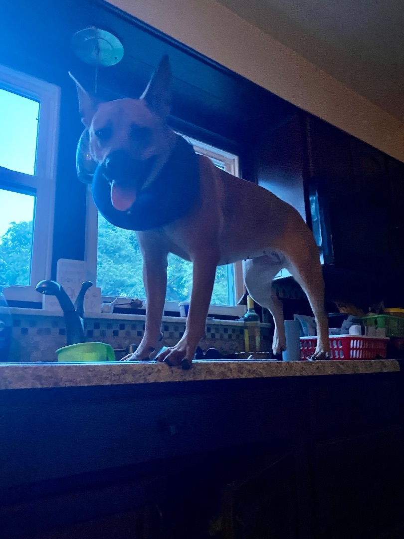 Hazel , a Adoptable mixed breed in Greensburg, PA image 5/9