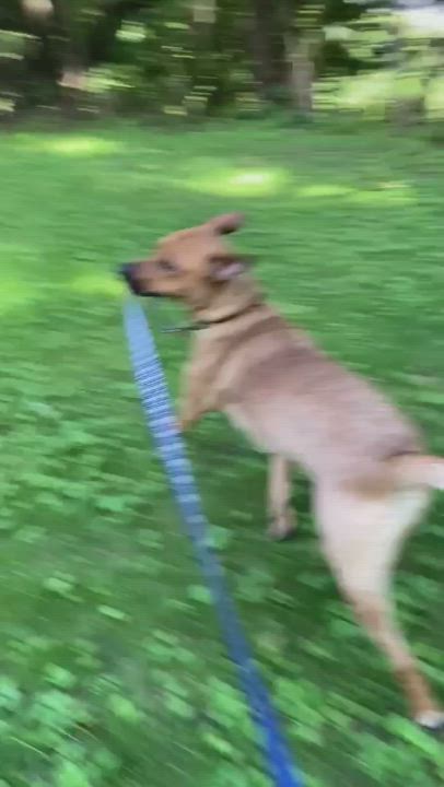 Enlarge Hazel , a Adoptable mixed breed in Greensburg, PA video 9/9