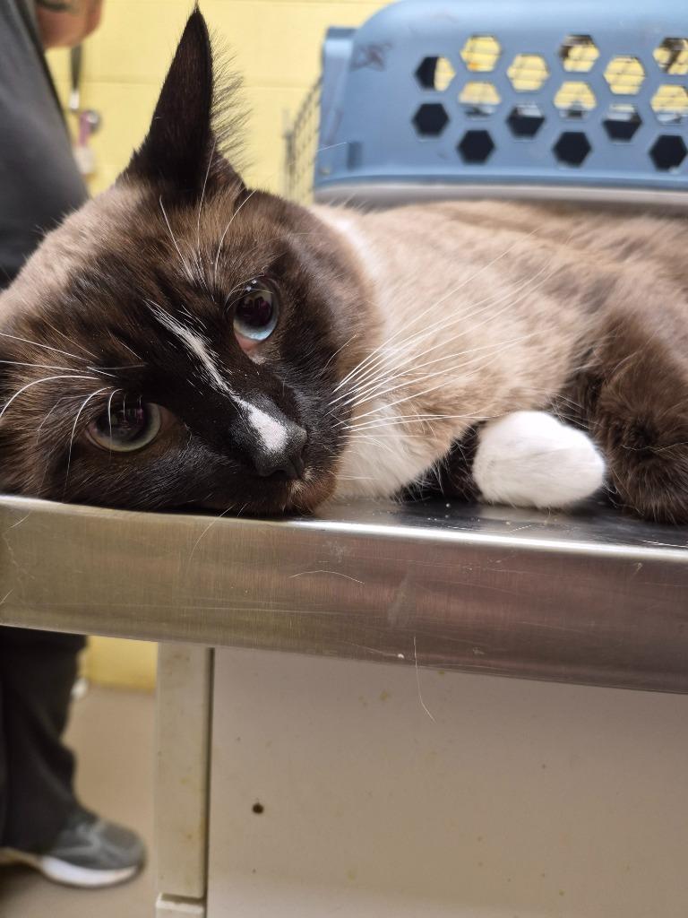 MARSHMELLO, Adopted, Adult Male Siamese.