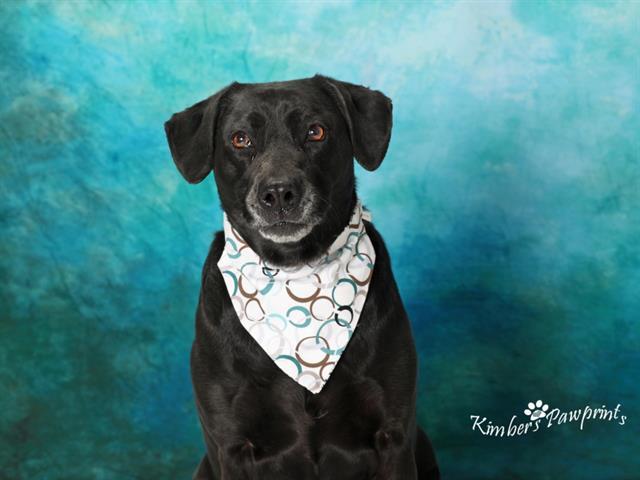 Enlarge SHAMPOO, a Adoptable mixed breed in Omaha, NE image 1/1