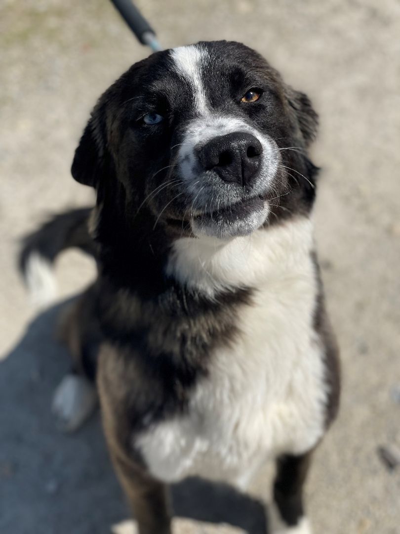 Enlarge Ethel, a Adopted Border Collie in Mountain Home, AR image 2/3