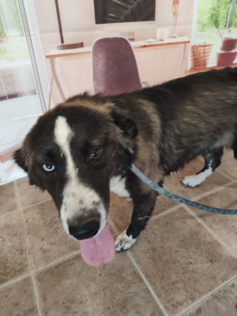 Enlarge Ethel, a Adopted Border Collie in Mountain Home, AR image 3/3