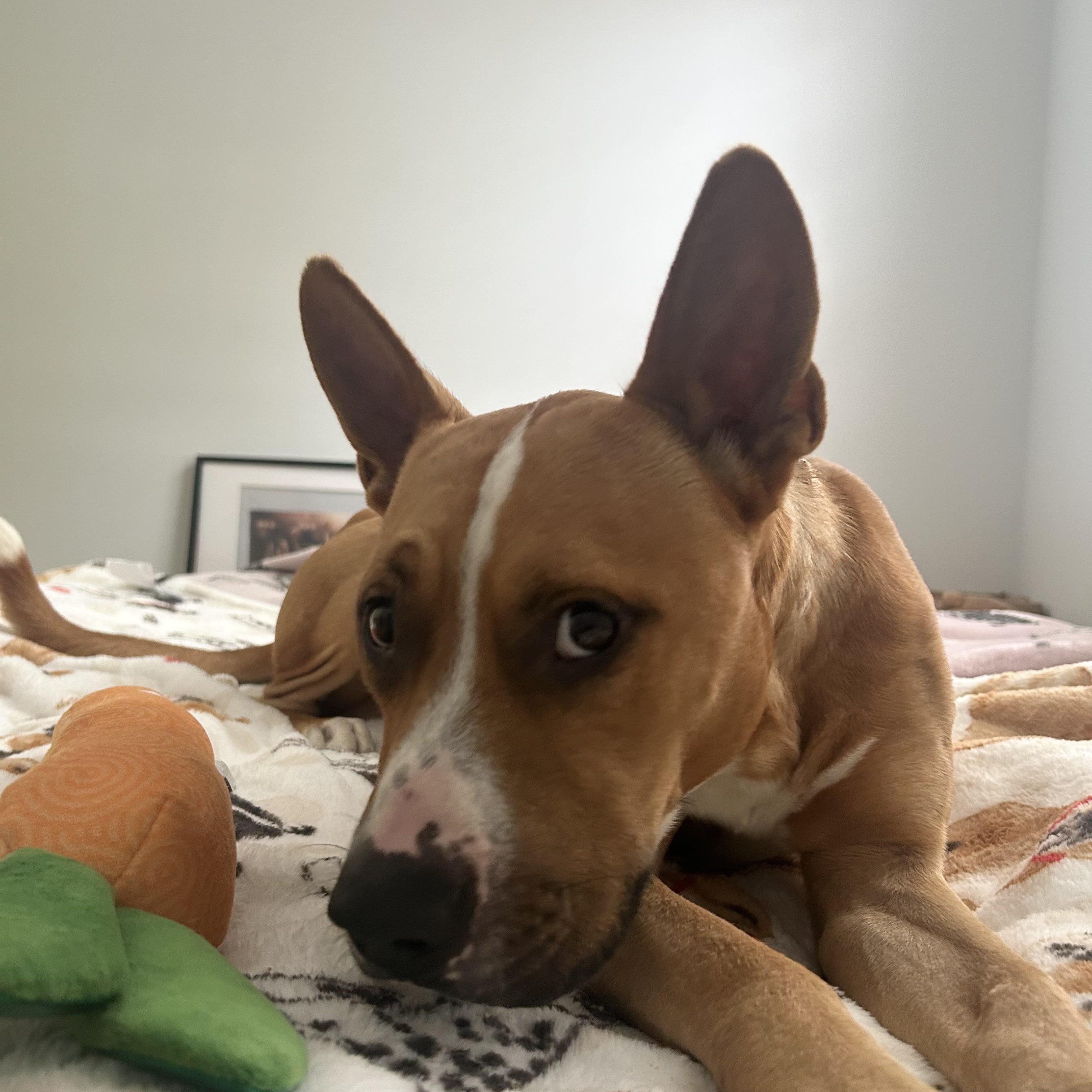 Enlarge Batman, a Adoptable mixed breed in La Grande, OR image 2/6