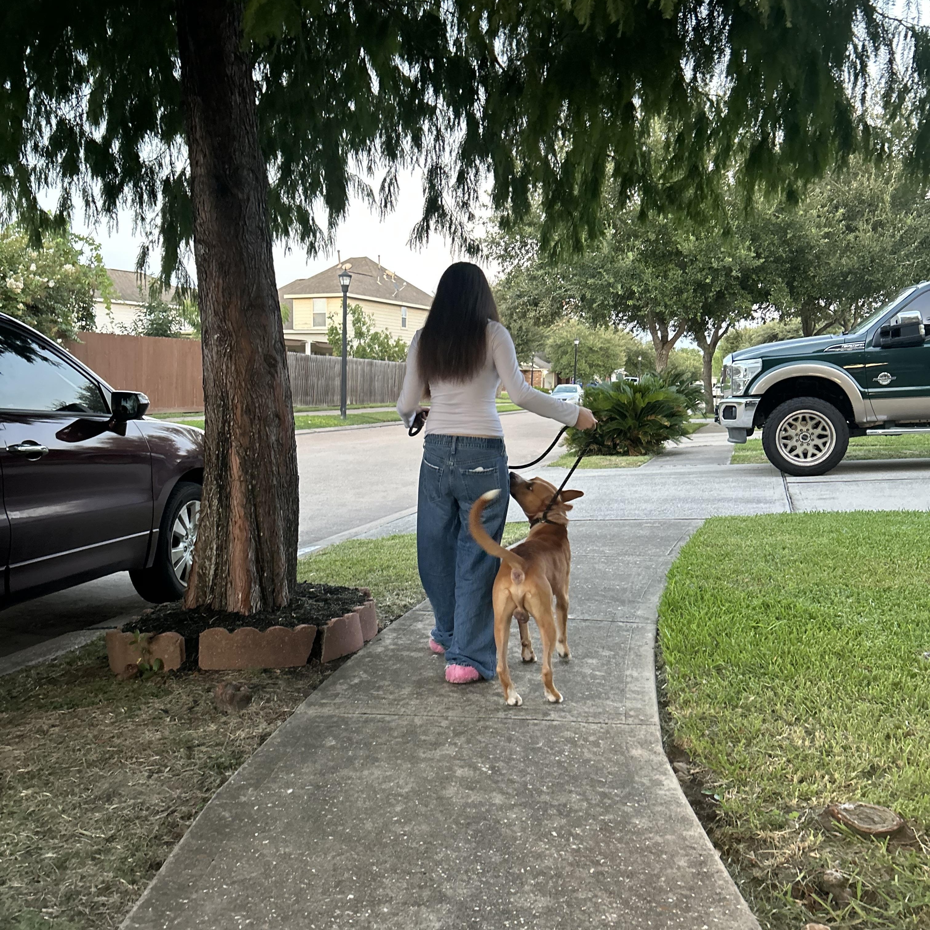 Enlarge Batman, a Adoptable mixed breed in La Grande, OR image 5/6