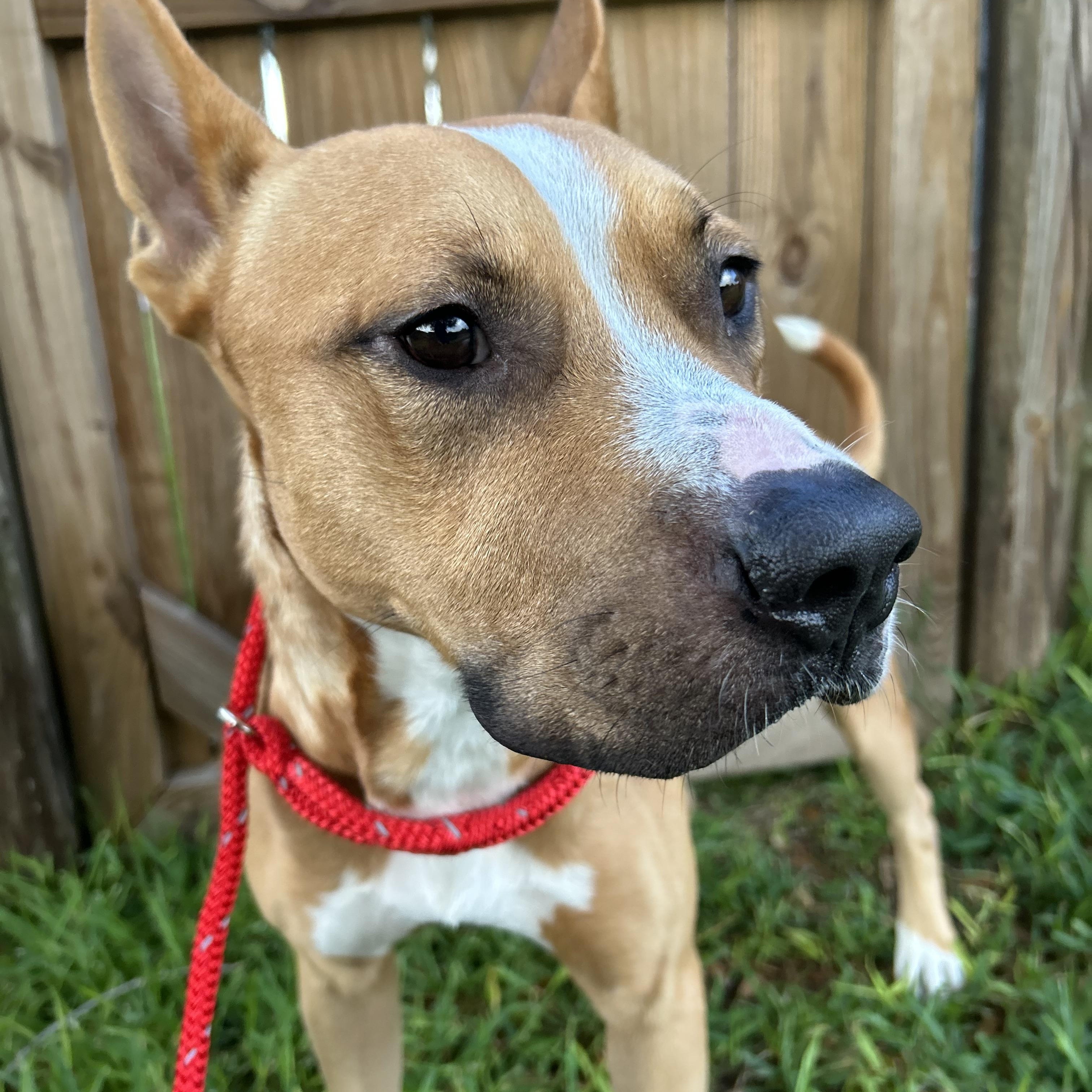 Enlarge Batman, a Adoptable mixed breed in La Grande, OR image 6/6