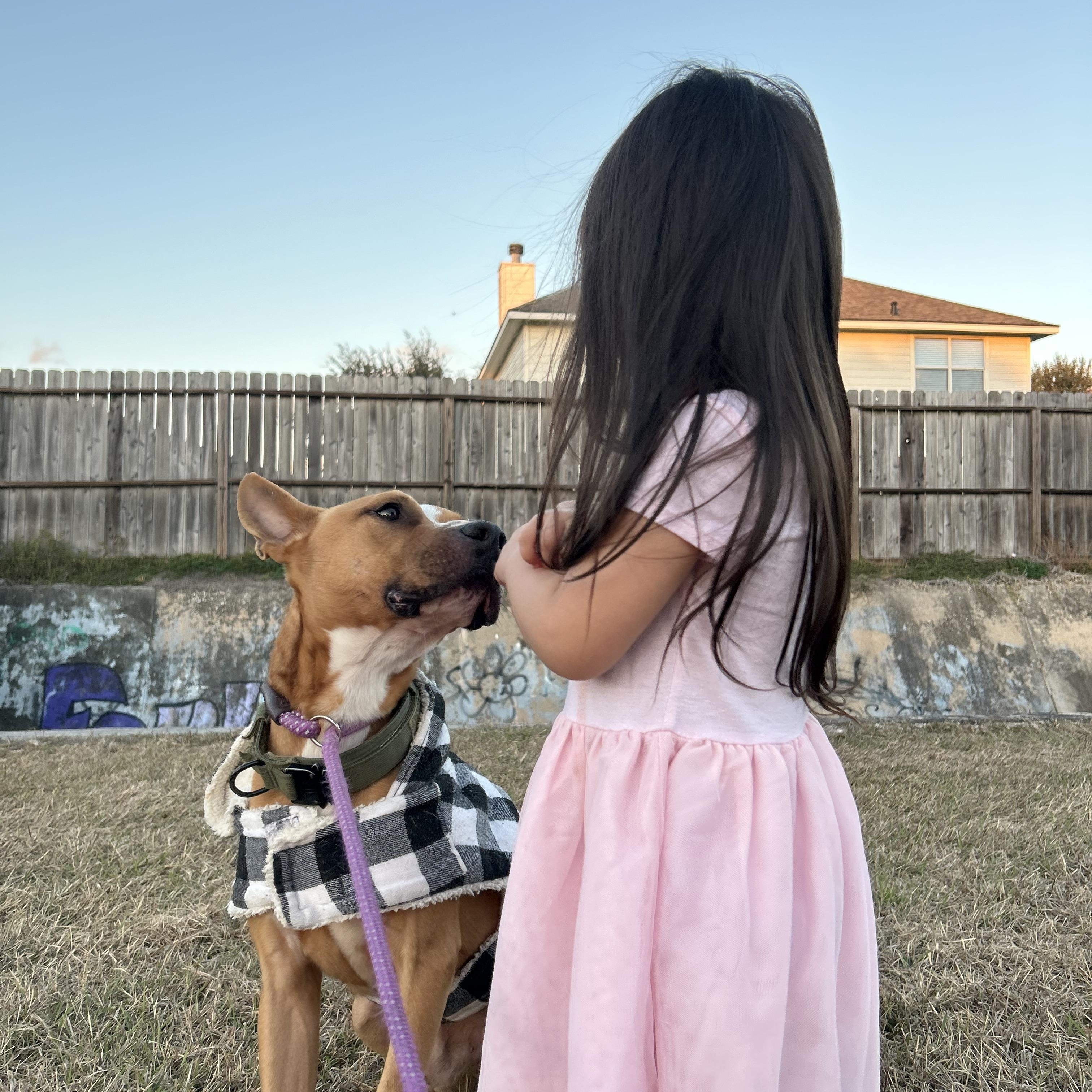 Enlarge Batman, a Adoptable mixed breed in La Grande, OR image 3/6