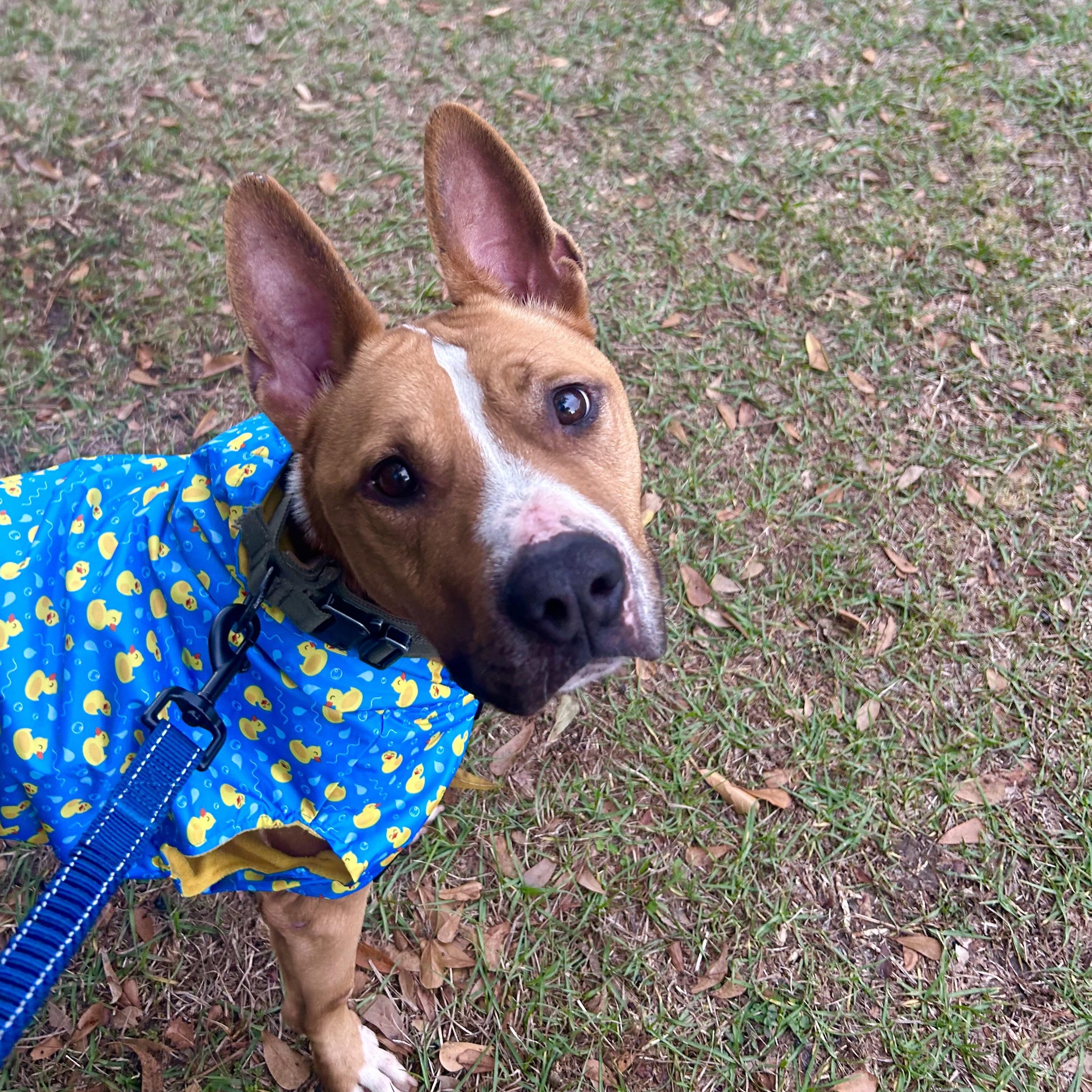 Enlarge Batman, a Adoptable mixed breed in La Grande, OR image 1/6