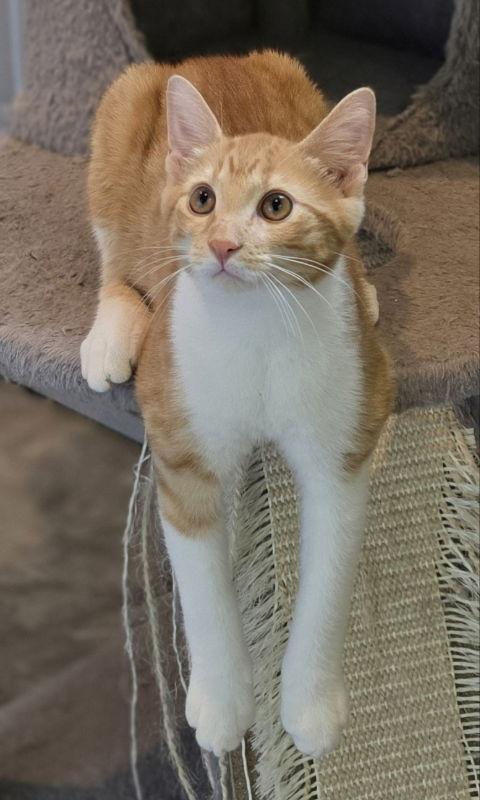 Dallas, a Adoptable Domestic Short Hair in Woodsfield, OH image 1/3