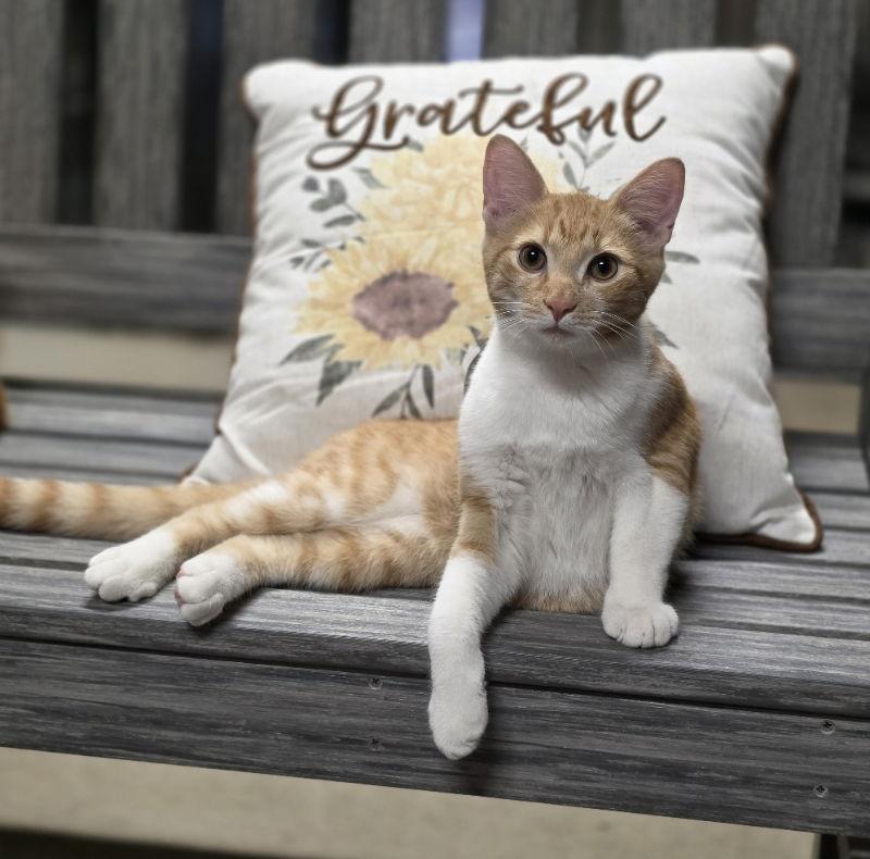 Dallas, a Adoptable Domestic Short Hair in Woodsfield, OH image 2/3