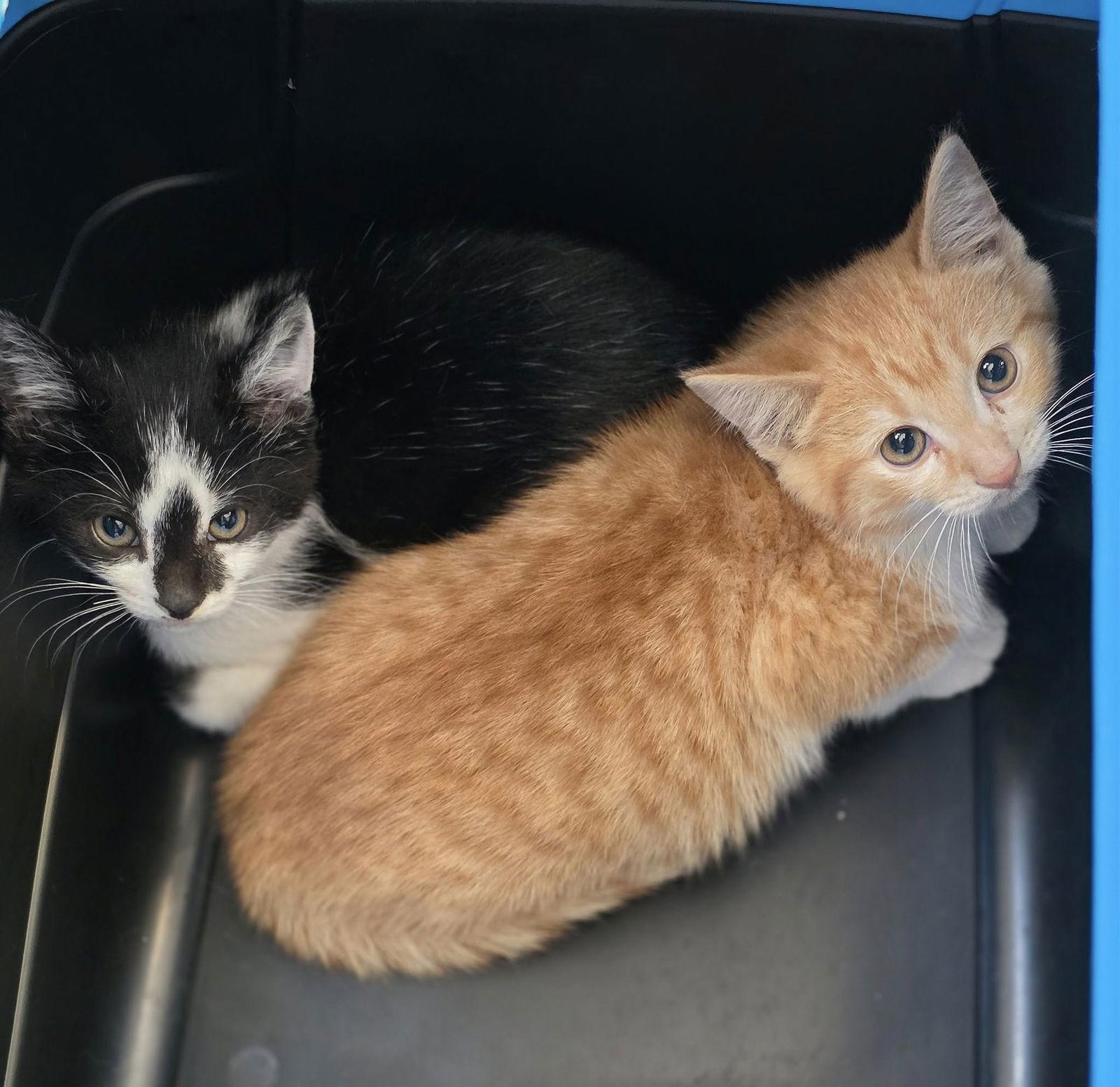 Dallas, a Adoptable Domestic Short Hair in Woodsfield, OH image 3/3