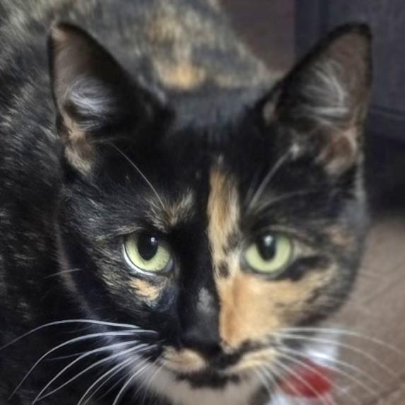 Kismet, Adoptable, Young Female Domestic Short Hair.