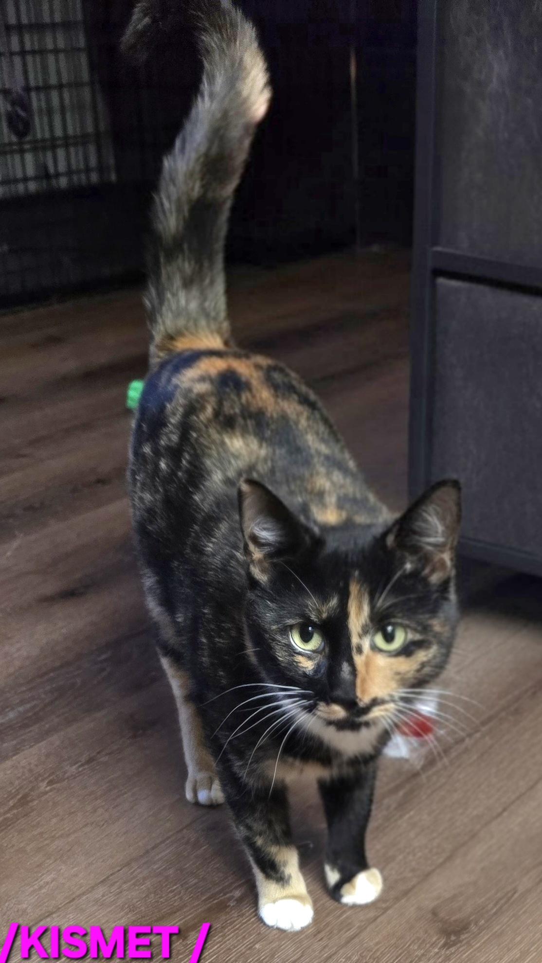 Enlarge Kismet, a Adoptable mixed breed in Buhl, ID image 2/2