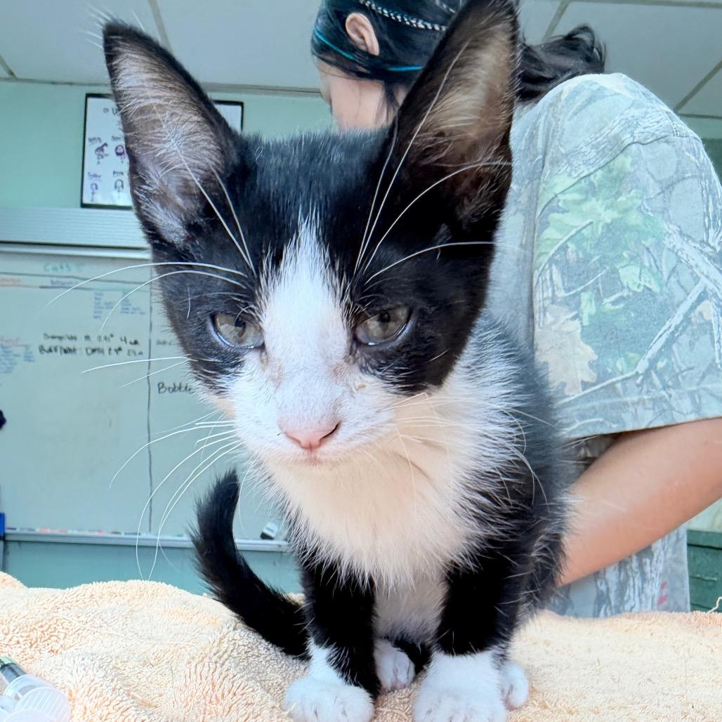 Archer, Adoptable, Kitten Male Domestic Short Hair.