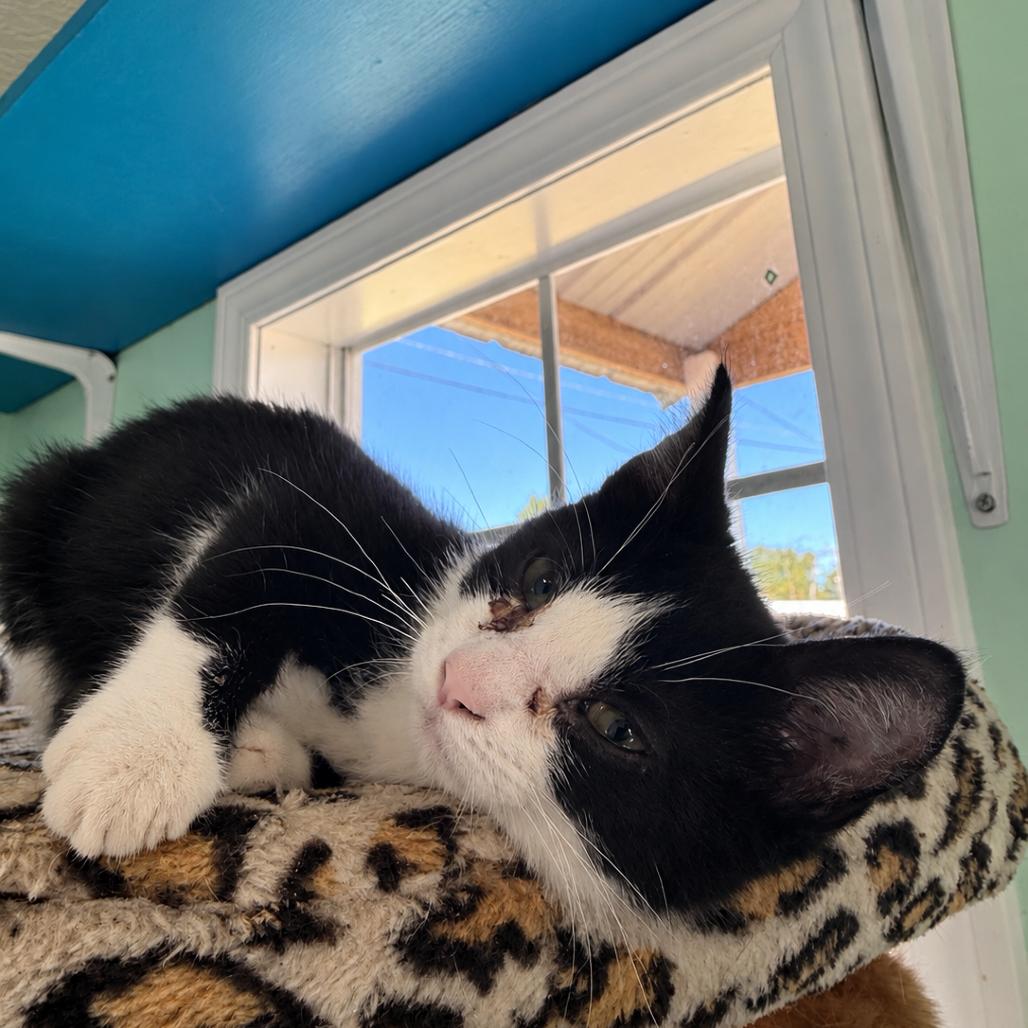 Enlarge Archer, a Adoptable Domestic Short Hair in West Point, MS image 2/3
