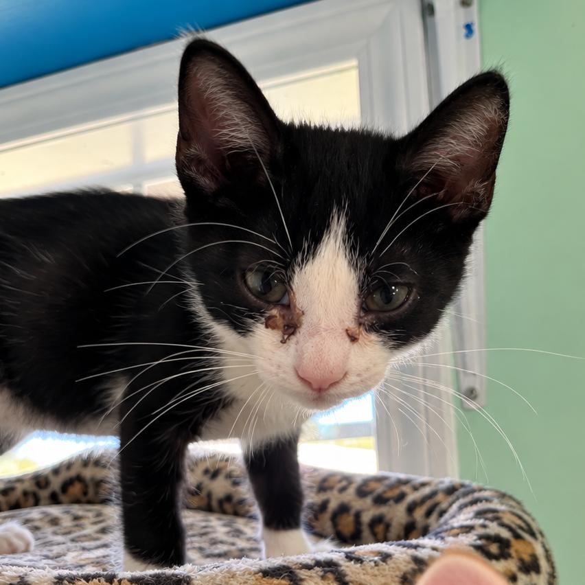 Enlarge Archer, a Adoptable Domestic Short Hair in West Point, MS image 3/3