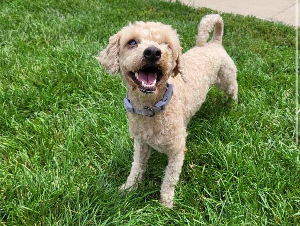 Enlarge Demi, a Adopted mixed breed in Flossmoor, IL image 2/2