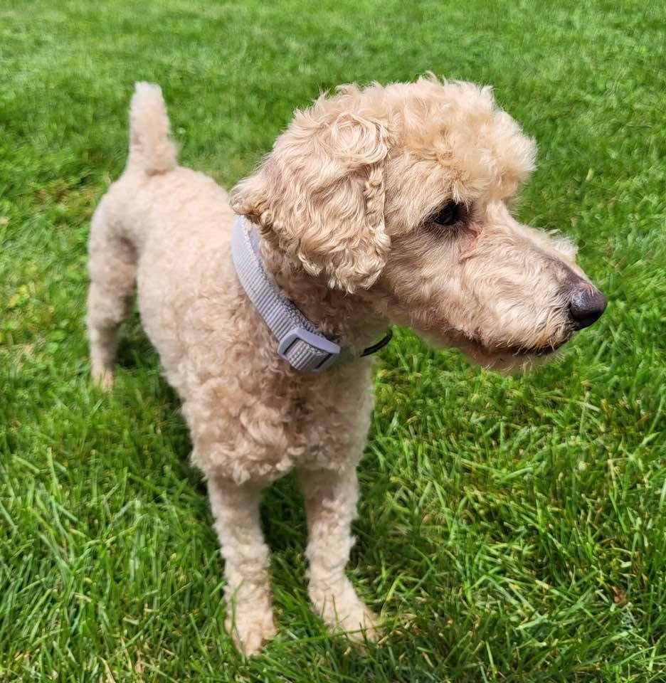 Demi, Adopted, Adult Female Miniature Poodle.