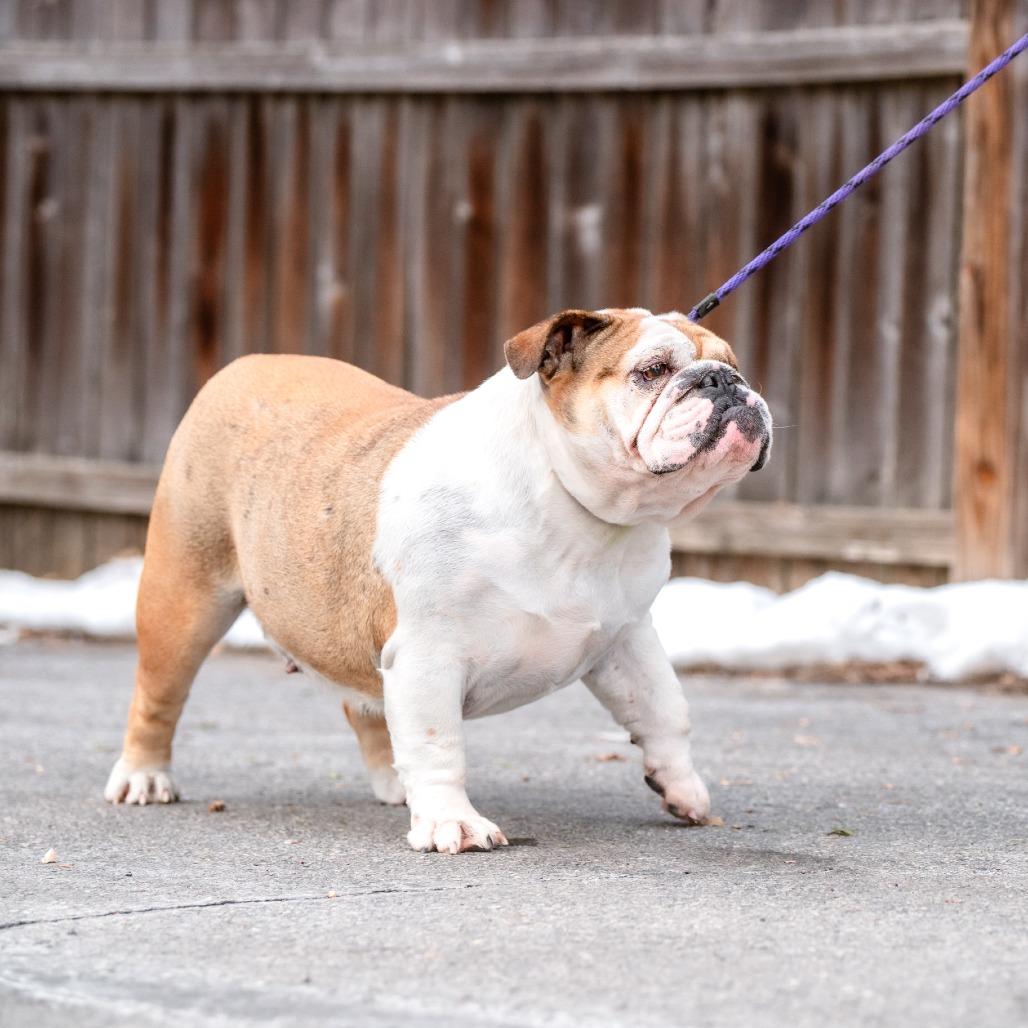 Enlarge Annabeth, an adopted English Bulldog in Chester Springs, PA image 5/6