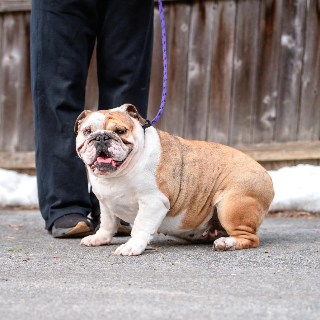 Enlarge Annabeth, an adopted English Bulldog in Chester Springs, PA image 3/6