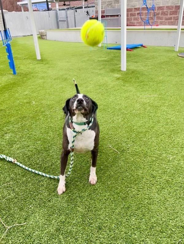 Ace, Adoptable, Senior Male Pit Bull Terrier.