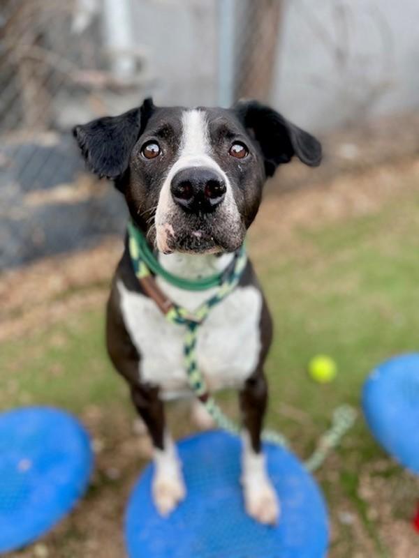 Enlarge Ace, a Adoptable mixed breed in Salt Lake City, UT image 2/6
