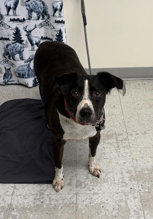 Enlarge Ace, a Adoptable mixed breed in Salt Lake City, UT image 3/6