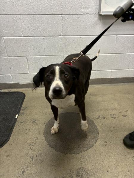 Enlarge Ace, a Adoptable mixed breed in Salt Lake City, UT image 4/6