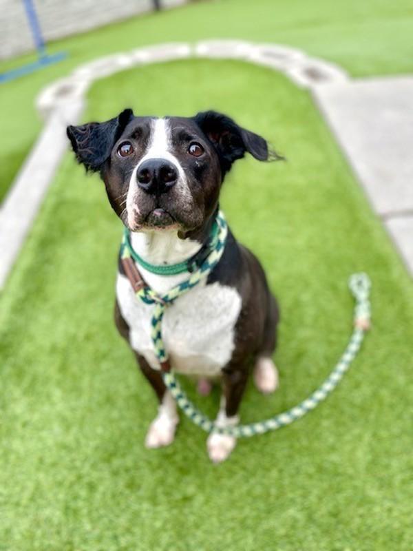 Enlarge Ace, a Adoptable mixed breed in Salt Lake City, UT image 6/6